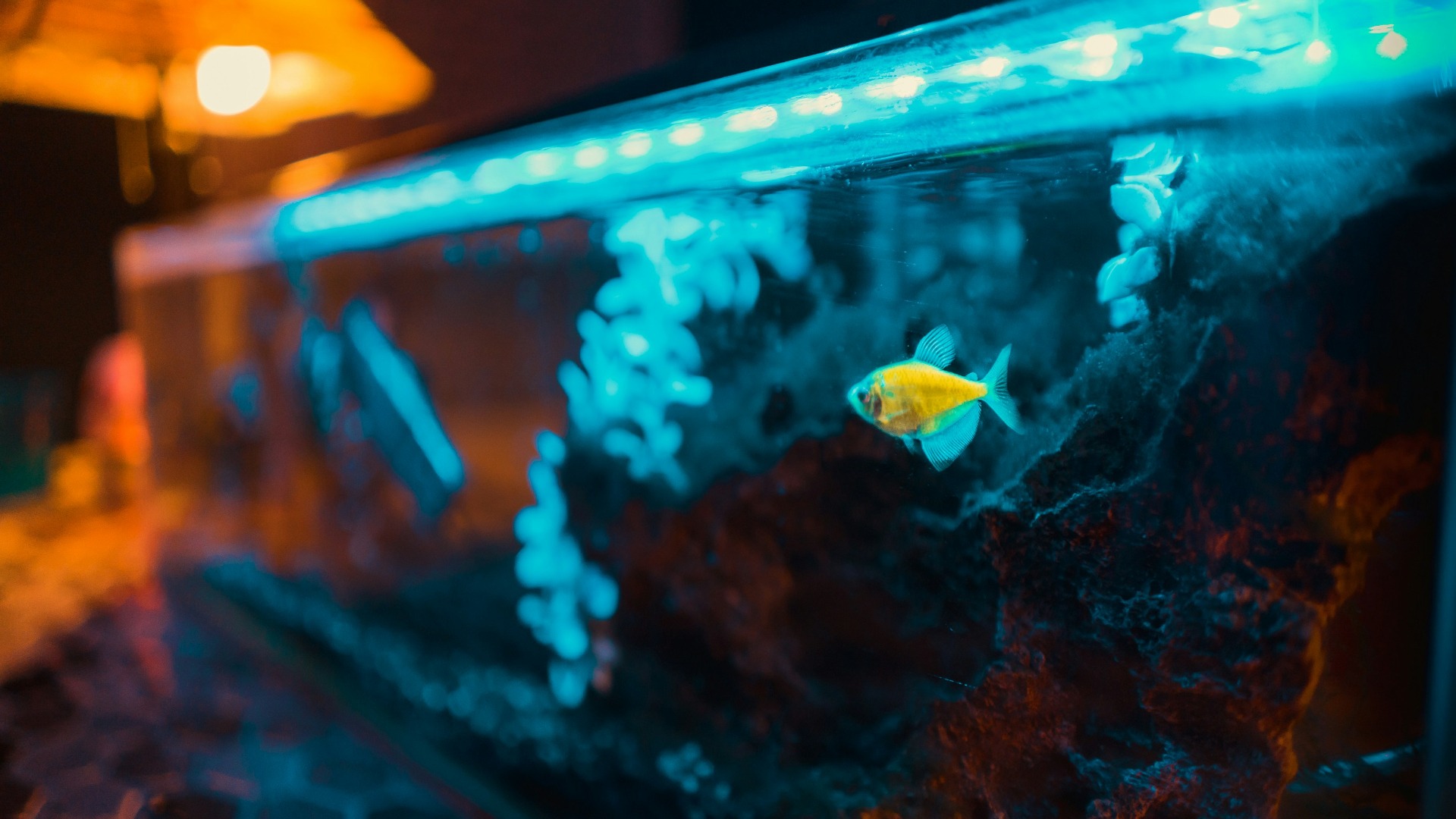 Acvariu cu pește galben.