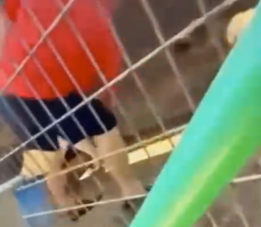 agresor caini adapost