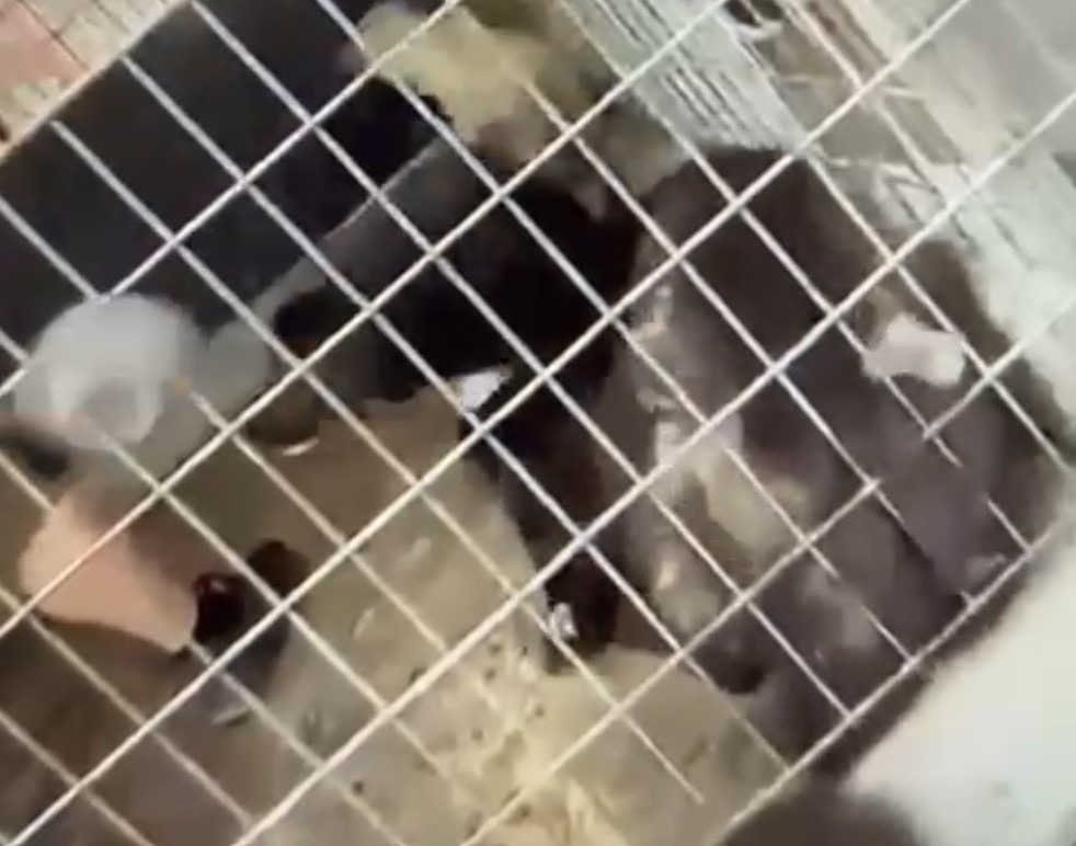 caini loviti in adapost