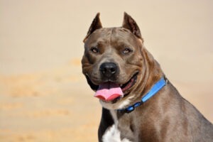 Câine American bully
