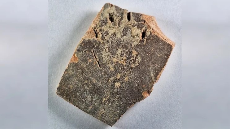 ampreuna labuta pisica