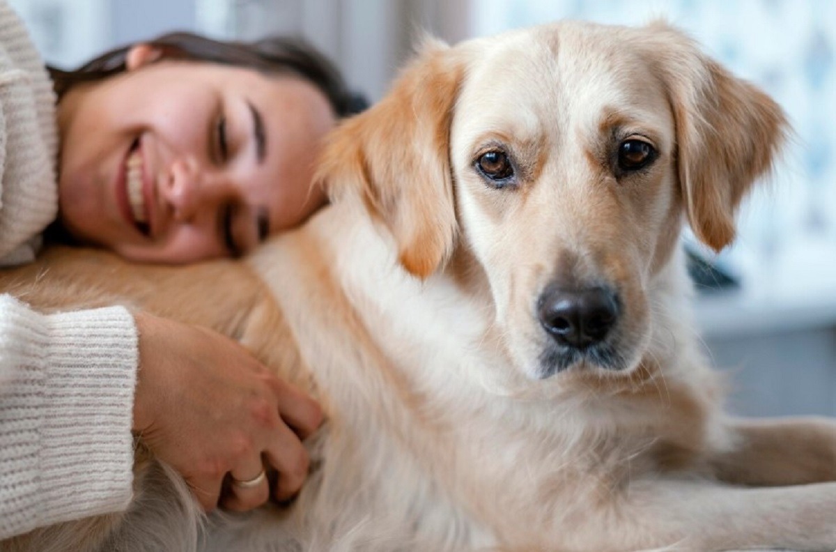 asigurari animale de companie