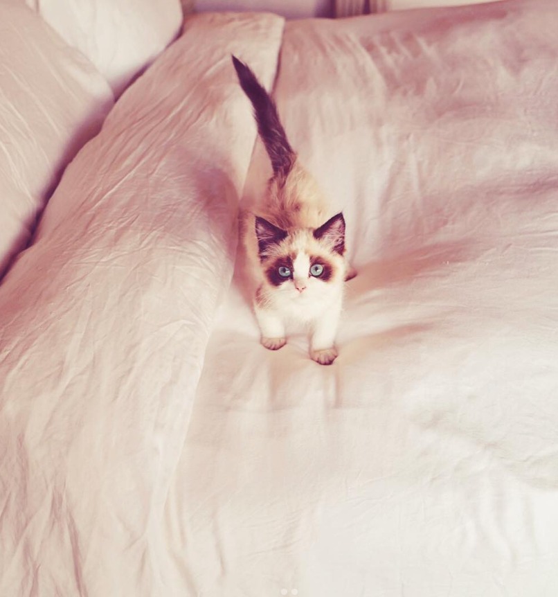 Benjamin Button, pisica lui Taylor Swift.