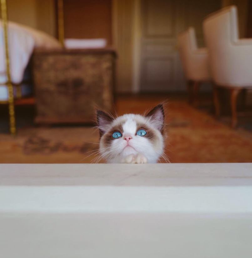 Benjamin Button, pisica lui Taylor Swift.