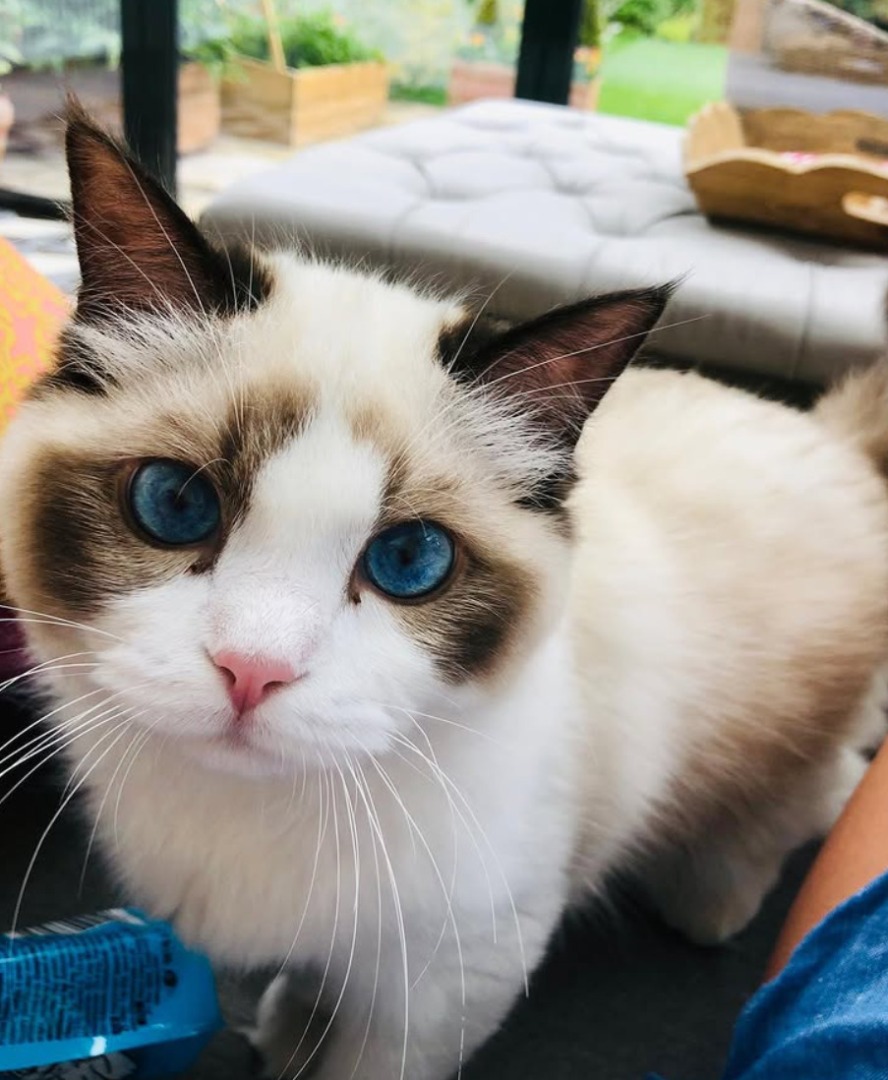 Benjamin Button, pisica lui Taylor Swift.