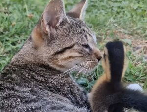 O pisică și un boboc de rață stau împreună