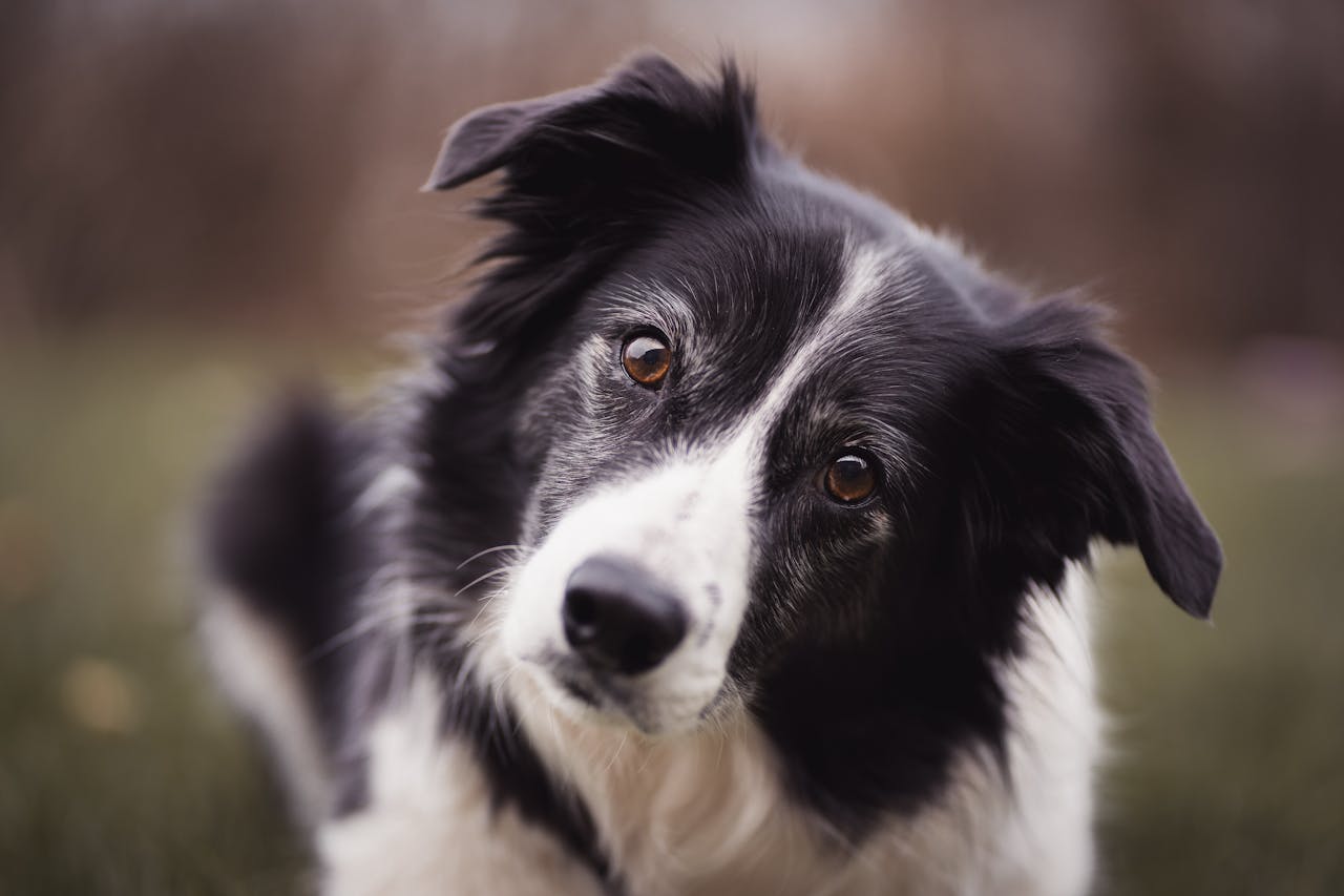 cainele border collie