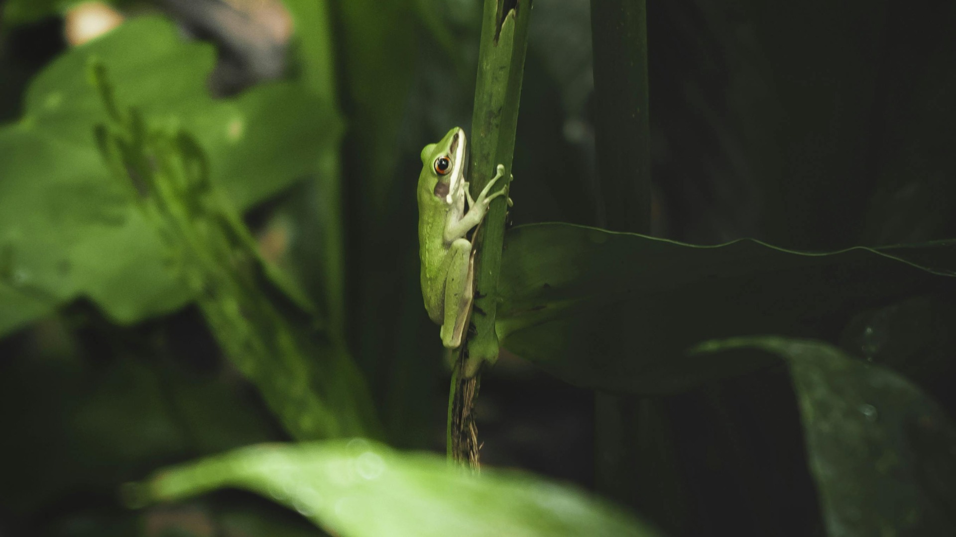 O broască stă cățărată pe un arac.
