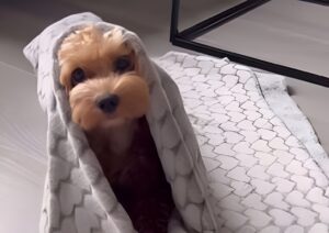 Câine învelit în pătură