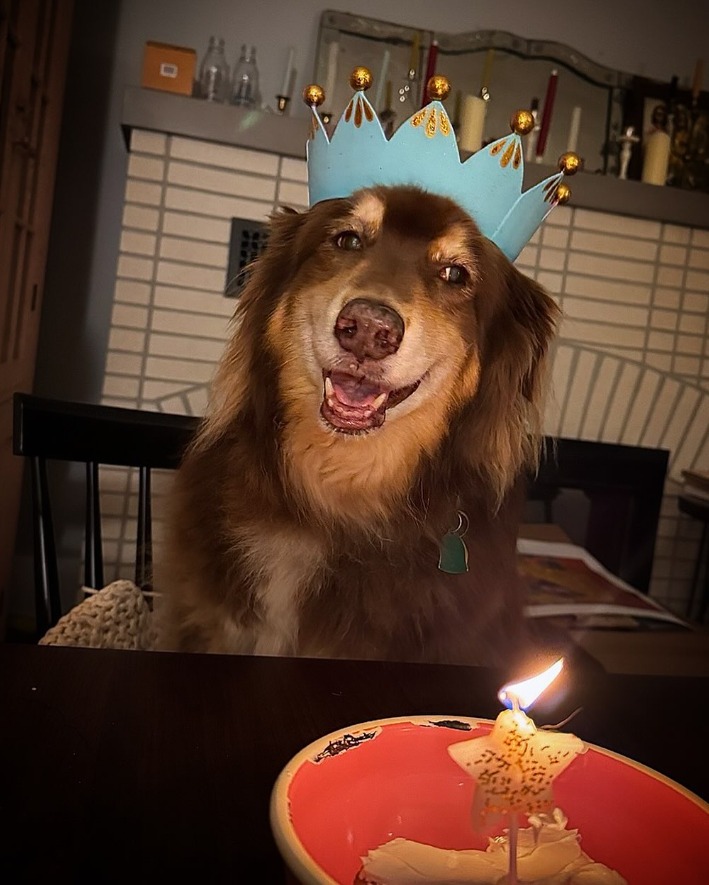 Finn, câinele ciobănesc australian al actriței Amanda Seyfried.