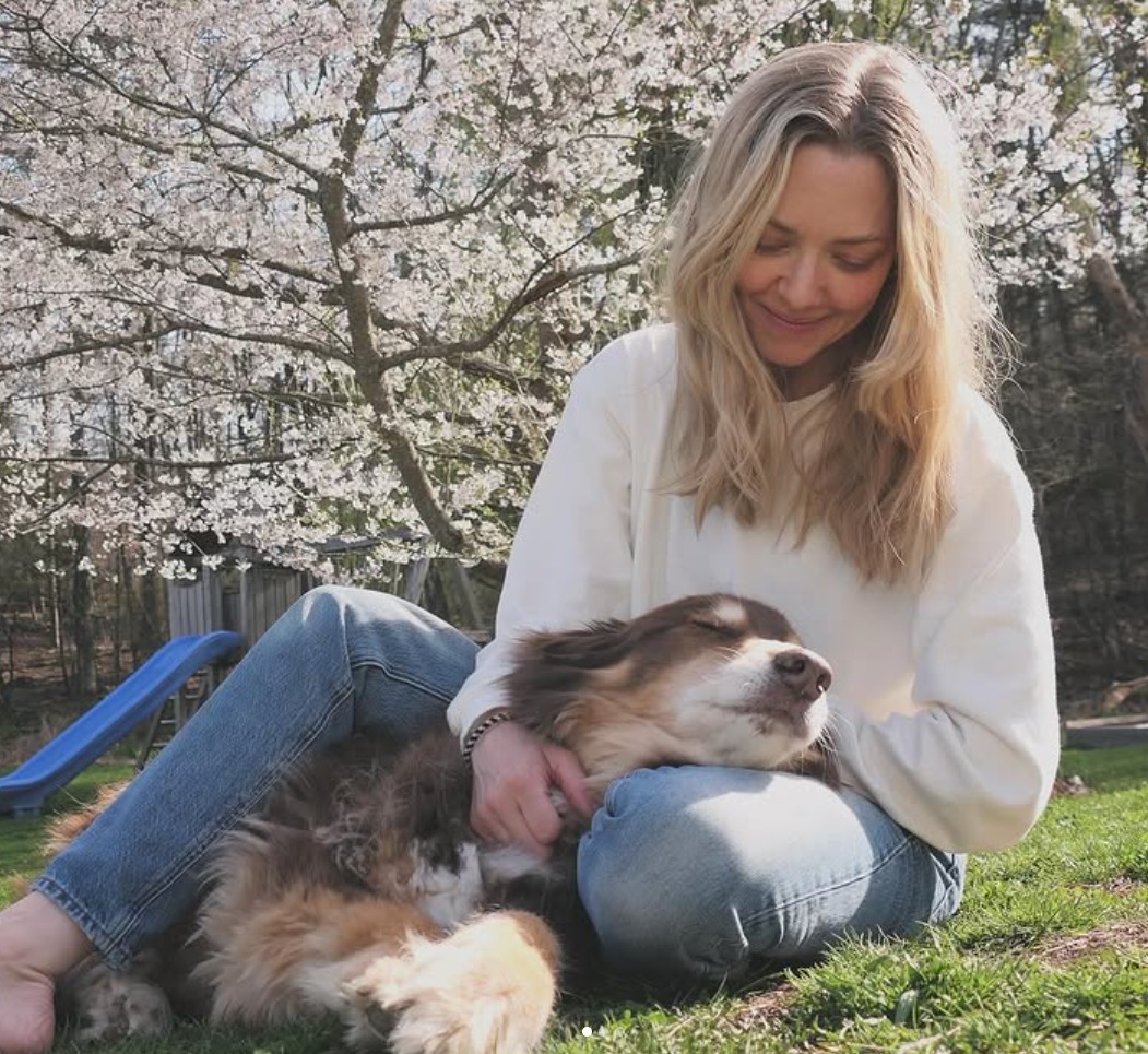 Finn, câinele ciobănesc australian al actriței Amanda Seyfried.