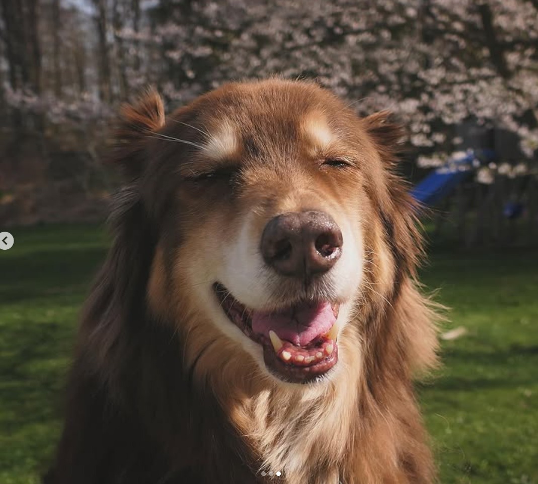 Finn, câinele ciobănesc australian al actriței Amanda Seyfried.