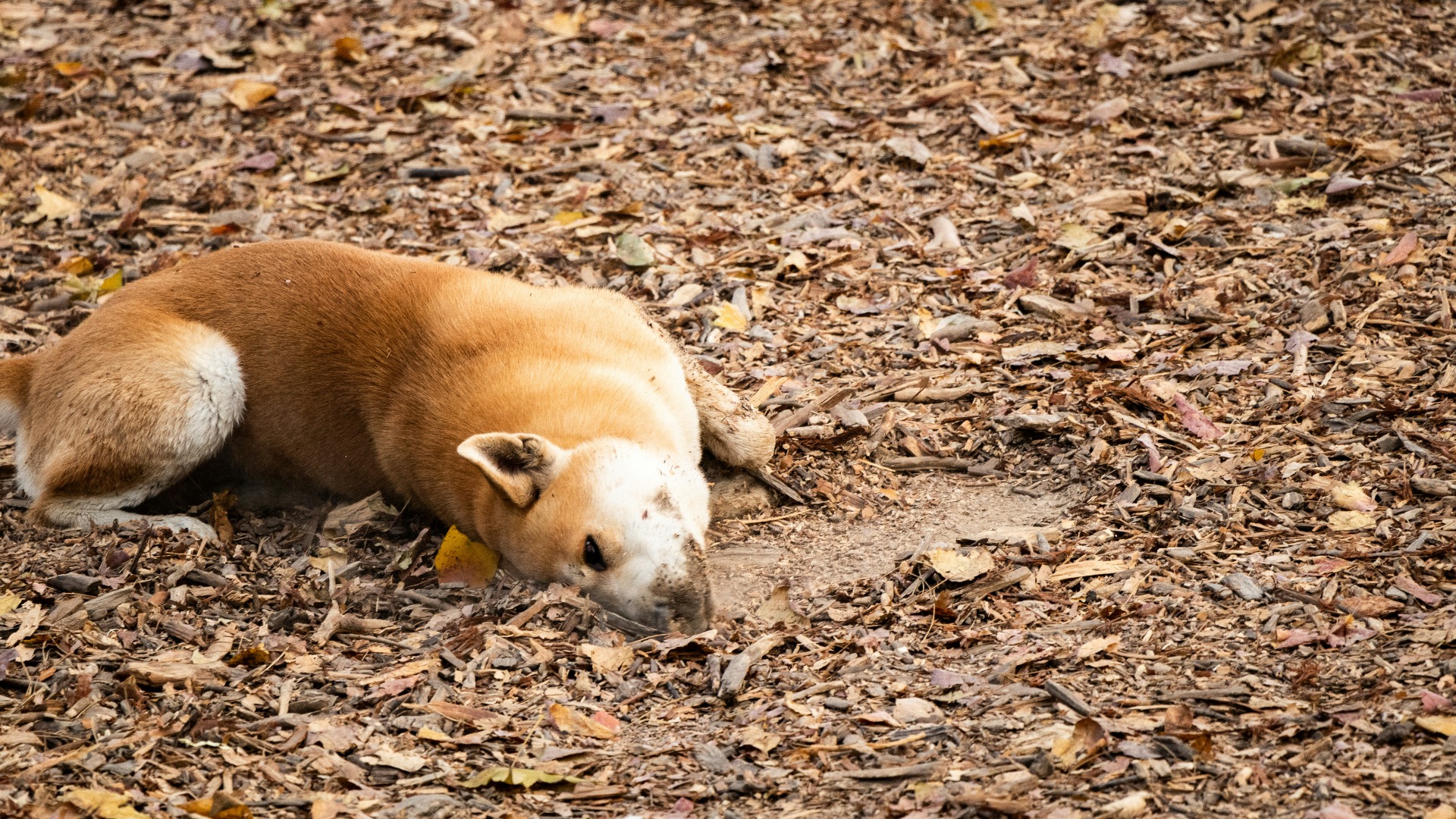 Un câine stă tolănit în frunze, toamna, într-un parc.