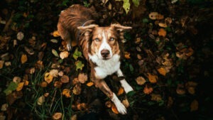 Un câine stă în frunze, toamna, afară.