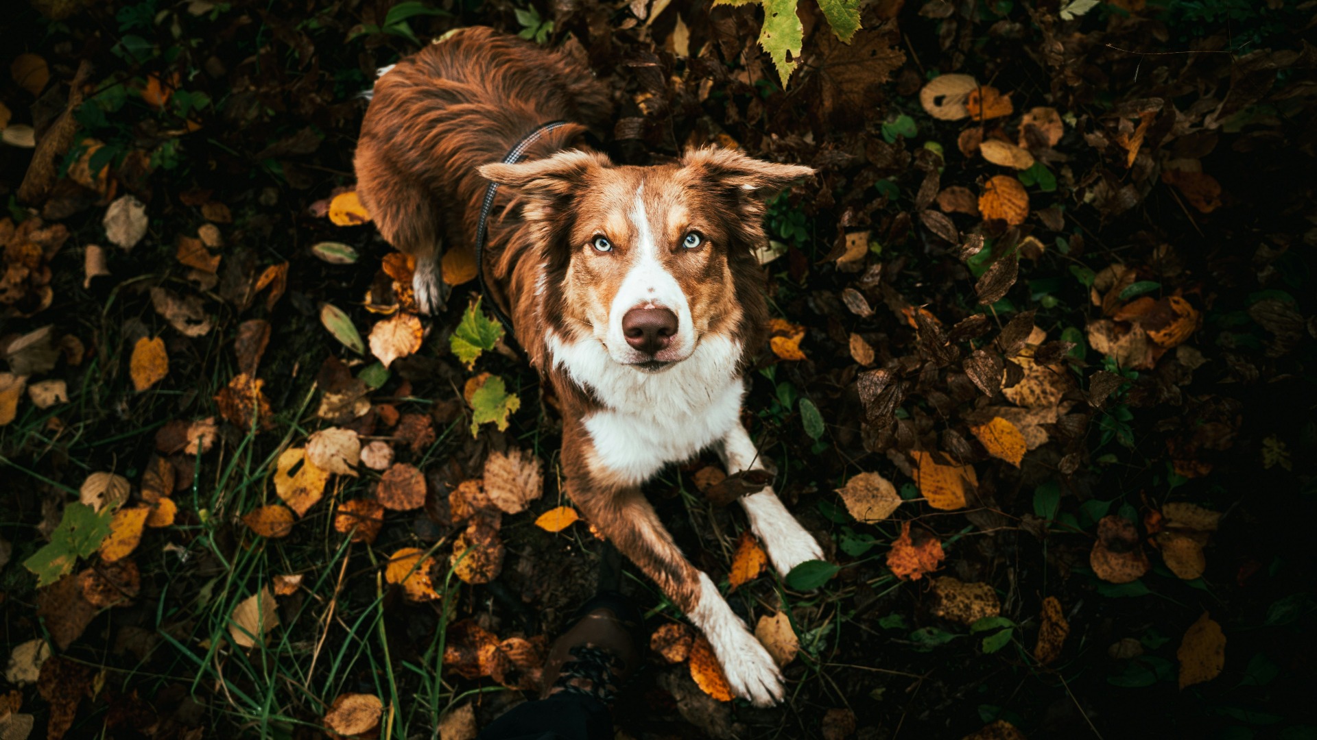 Un câine stă în frunze, toamna, afară.