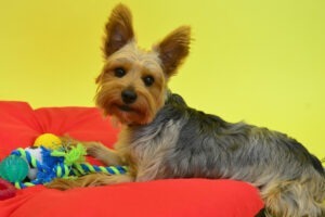 un caine cu jucariile sale, pe fundal galben