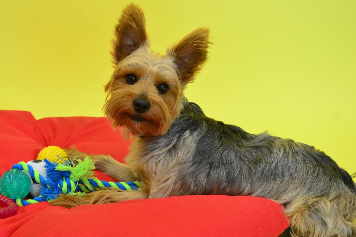 un caine cu jucariile sale, pe fundal galben