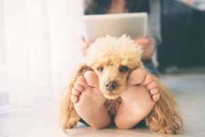Un câine stă pe picioarele stăpânei care lucrează la laptop