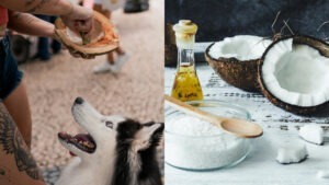 Colaj foto cu un câine care stă în fața unei nuci de cocos și o imagine care prezintă ulei de cocos și o nucă de cocos pe masă.