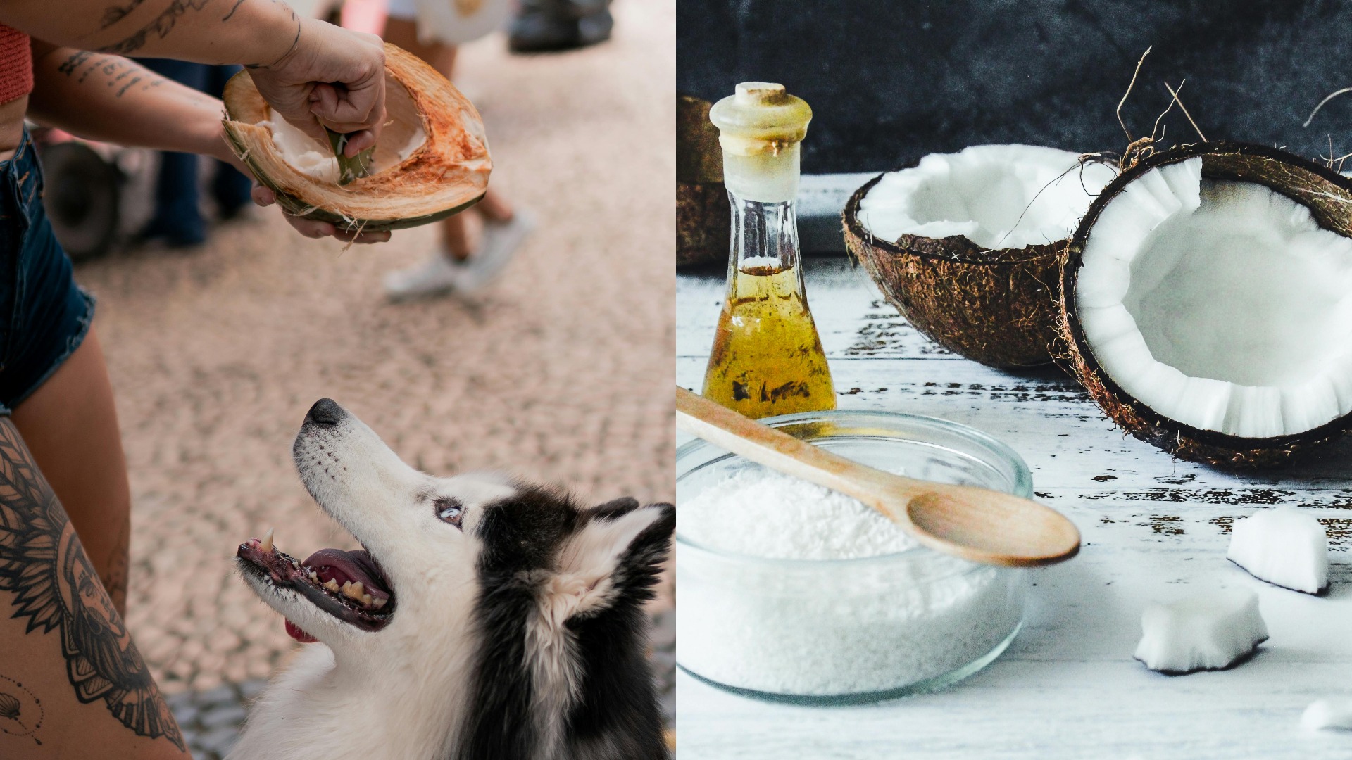 Colaj foto cu un câine care stă în fața unei nuci de cocos și o imagine care prezintă ulei de cocos și o nucă de cocos pe masă.