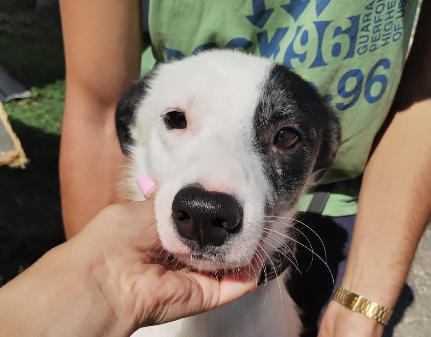 Câine alb cu pete negre