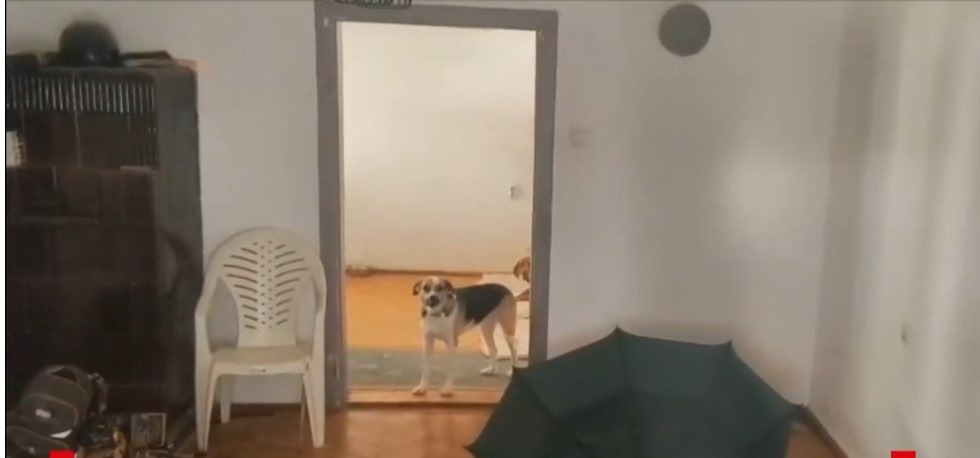 caini tinuti in apartament