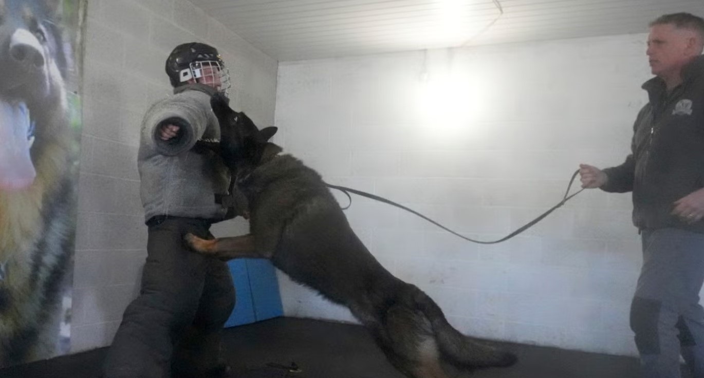 caine antrenat sa atace