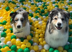 Doi câini la un loc de joacă plin cu mingi