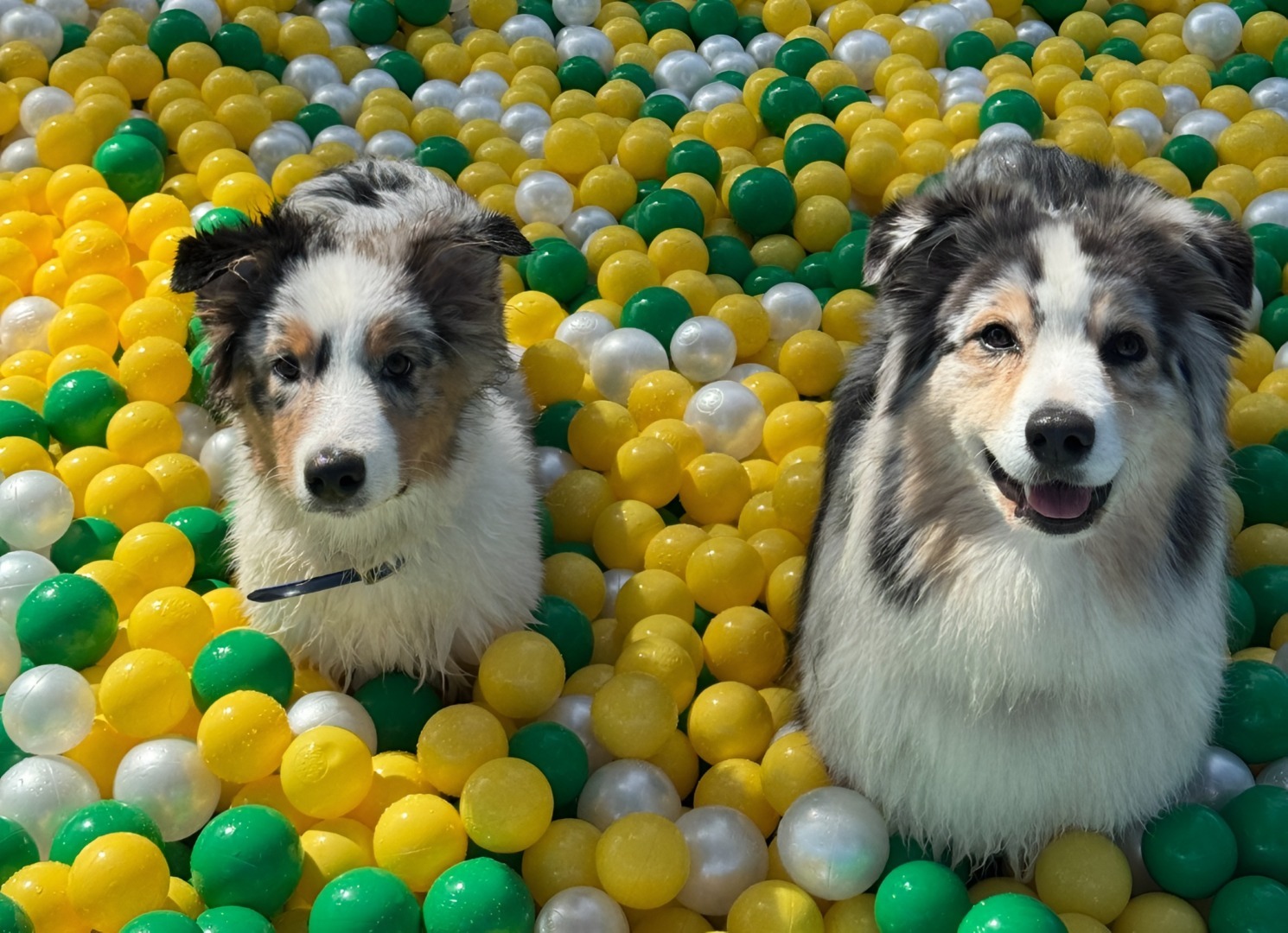 Doi câini la un loc de joacă plin cu mingi