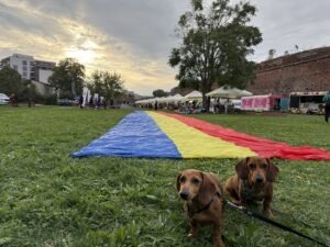 Doi câini teckel lângă un steag tricolor