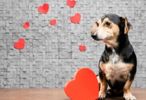 cainele si iubirea pentru stapani