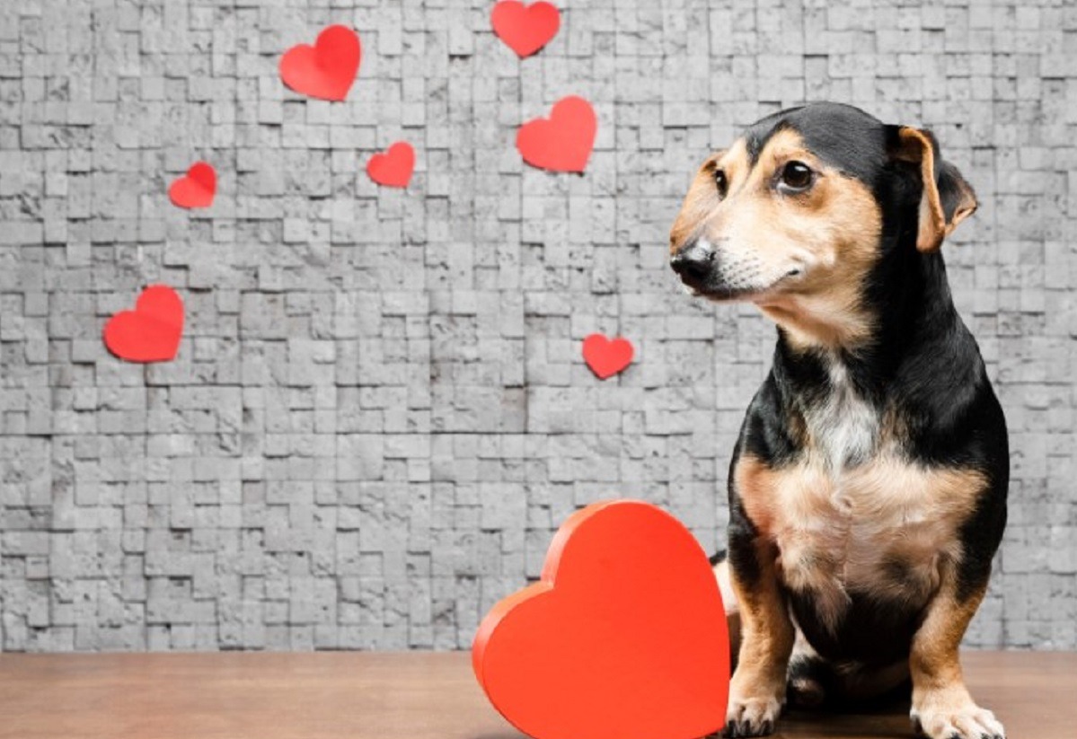 cainele si iubirea pentru stapani