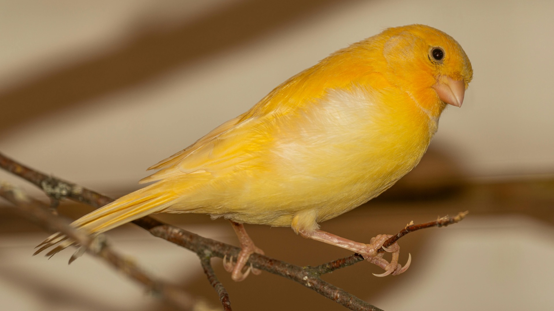 Un canar stă pe o crenguță, în colivie.