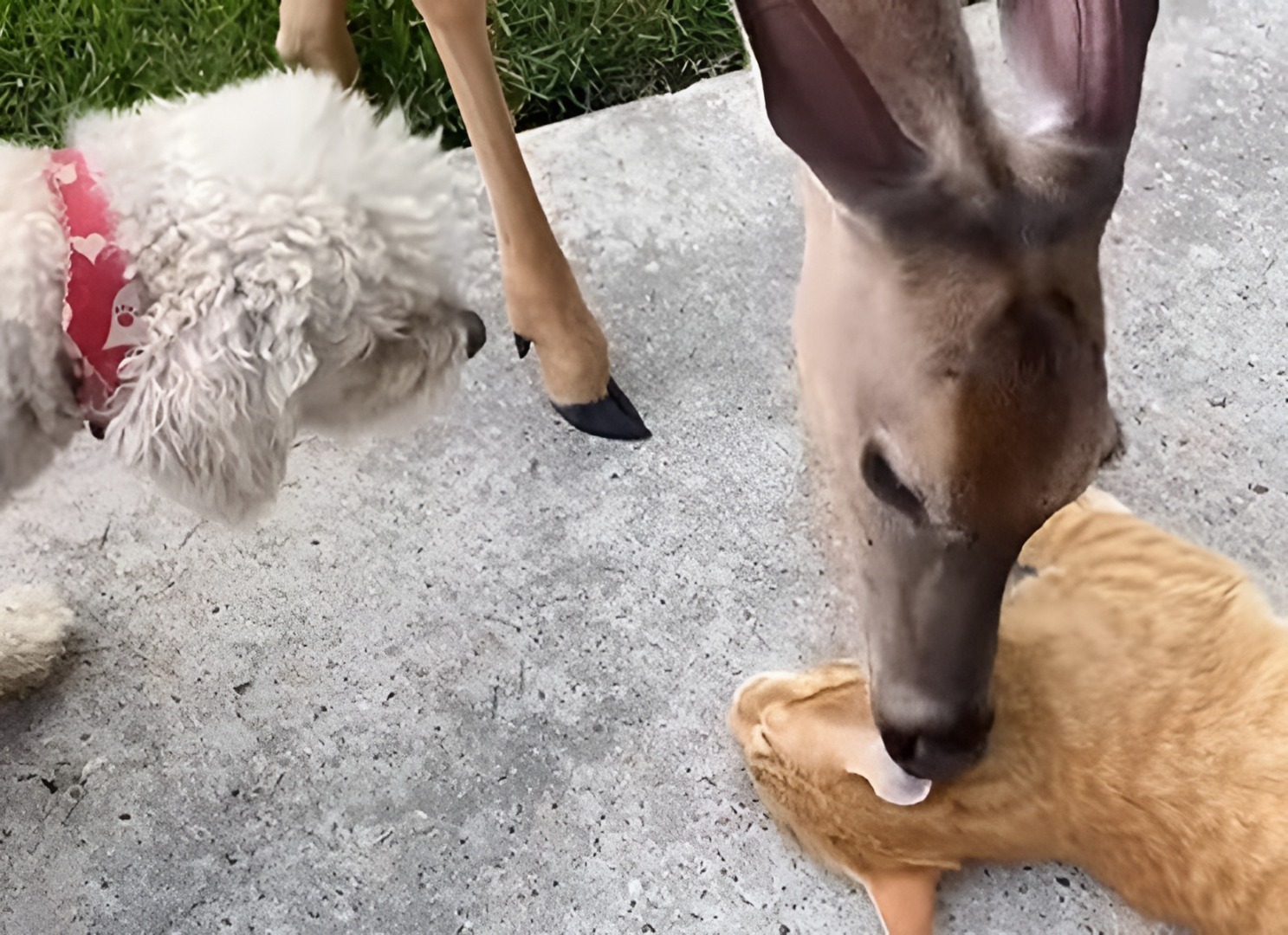 O căprioară linge o pisică, în timp ce un câine se uită