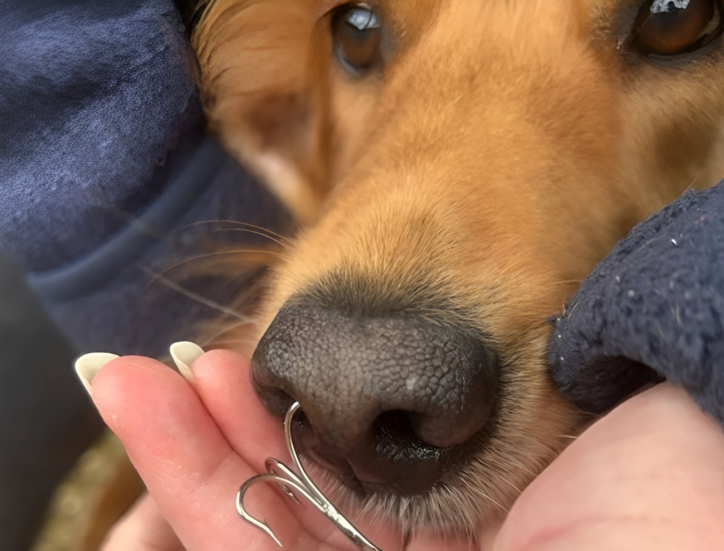 Un câine are un cârlig pentru pescuit blocat în nas