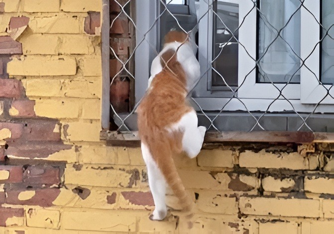O pisică intră prin gratiile unei ferestre