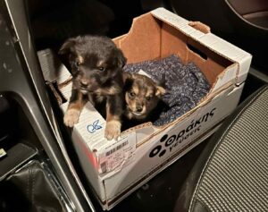 Doi căței într-o cutie