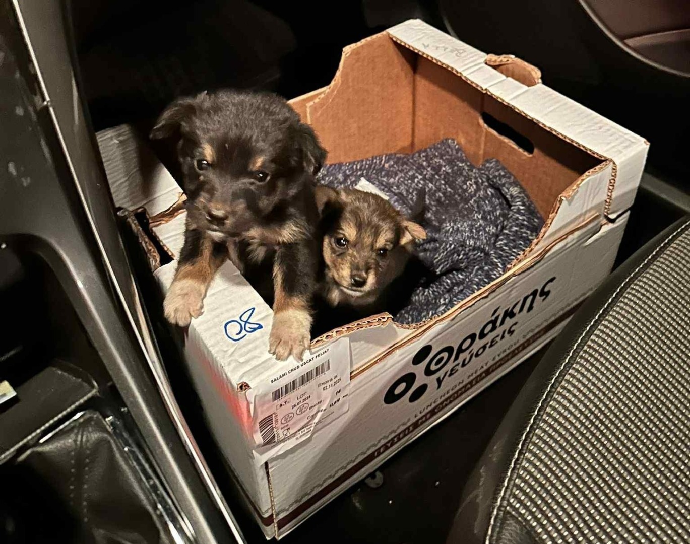 Doi căței într-o cutie