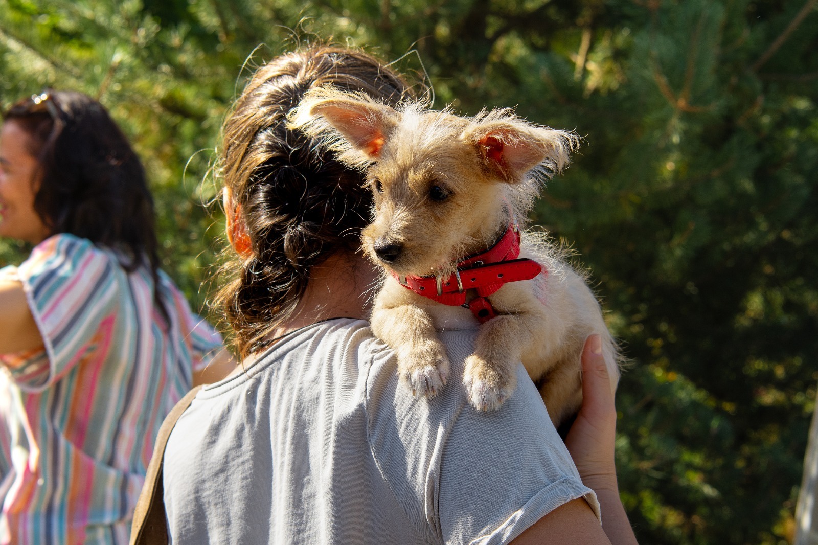 Cățel ținut în brațe de o fată