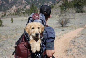 Cățel în ghizodanul stăpânului, lângă munte