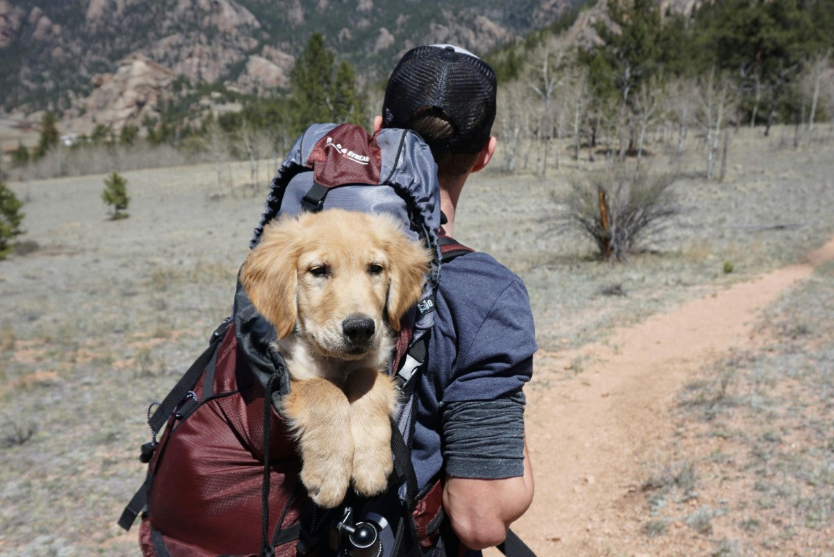 Cățel în ghizodanul stăpânului, lângă munte