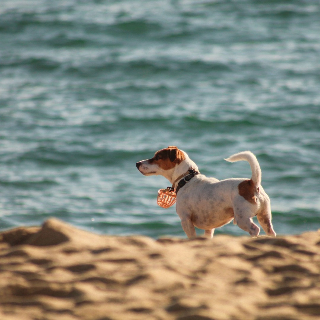 catel-pe-plaja-adriana-mocan