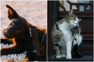 Colaj cu un câine și o pisică în timp ce se scarpină