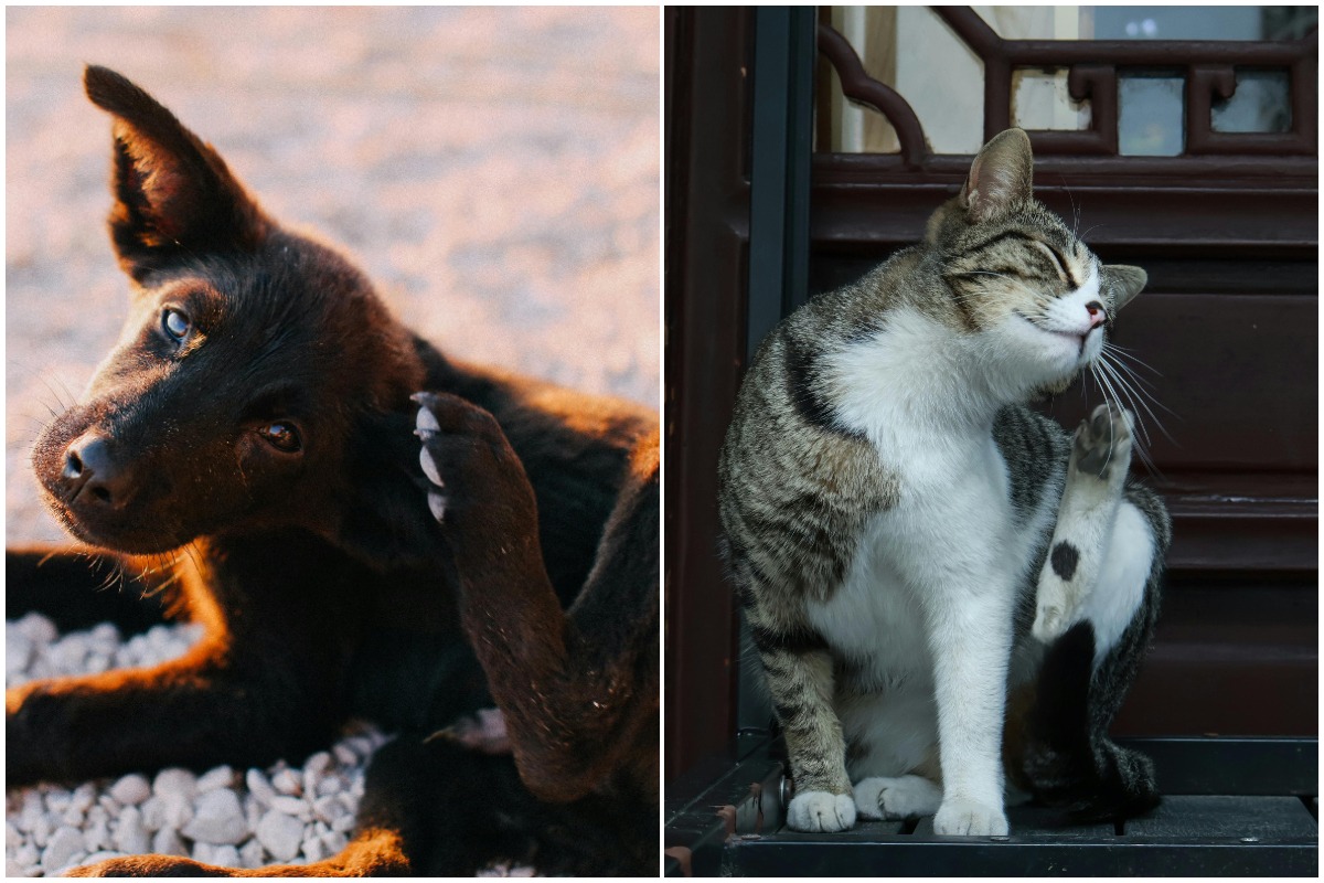 Colaj cu un câine și o pisică în timp ce se scarpină