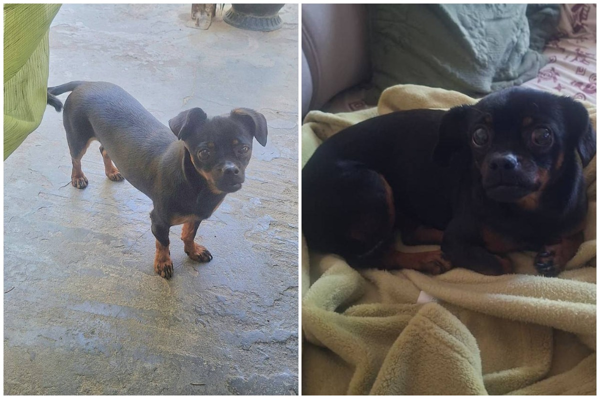 Colaj cu cățelușa chihuahua neagra