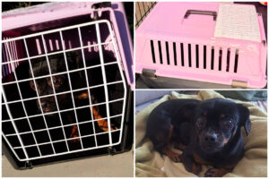 Colaj cu cățelușa chihuahua neagra, in cusca roz