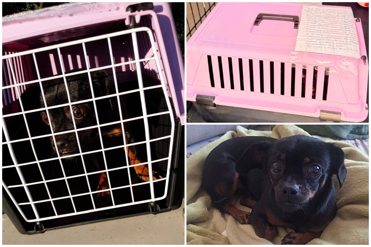 Colaj cu cățelușa chihuahua neagra, in cusca roz