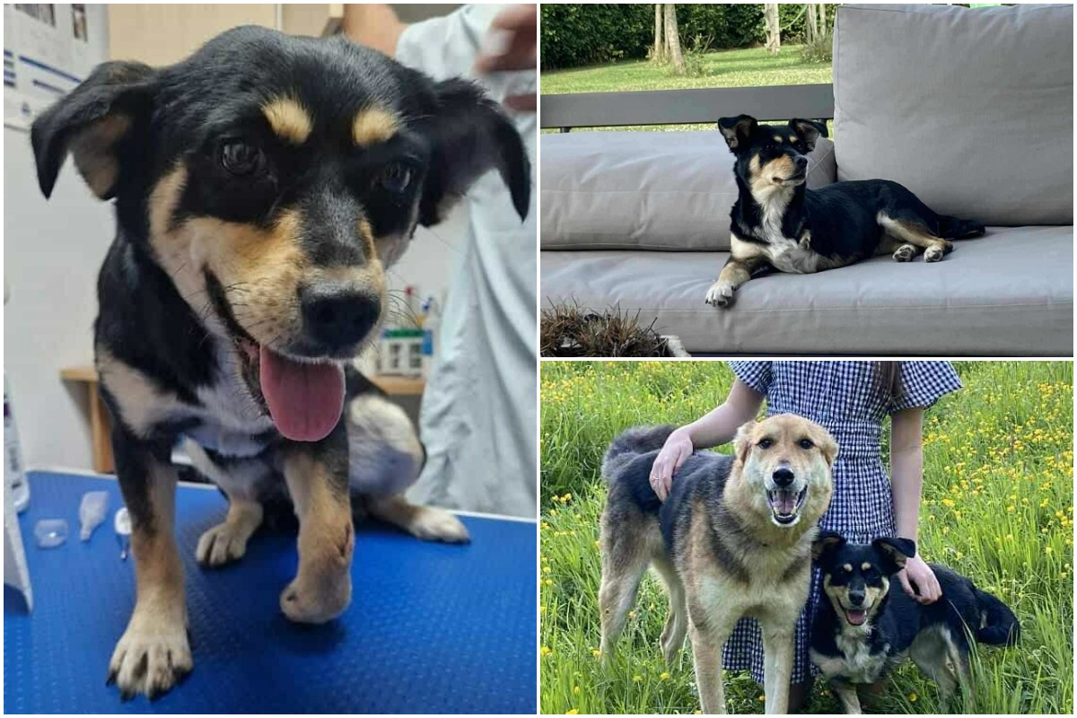 Colaj cu cățelușa Doris