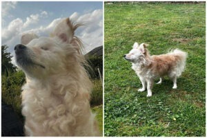 Colaj cu cățelușa Neve