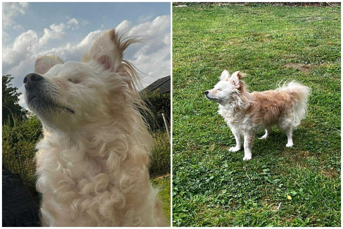 Colaj cu cățelușa Neve